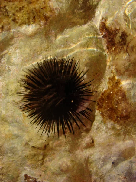 Latar belakang makro laut urchin — Stok Foto