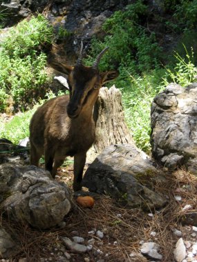 Zoo kri kri in samaria george in kreta island background wallpaper fine art