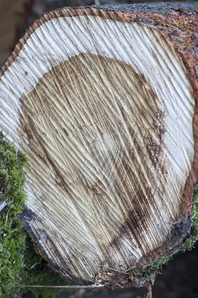 Tree után vágott makró háttér finom művészet kiváló minőségű nyomatok termékek — Stock Fotó