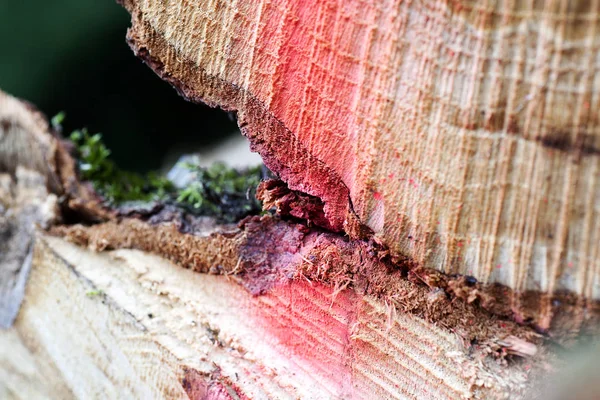 Tree után vágott makró háttér finom művészet kiváló minőségű nyomatok termékek — Stock Fotó