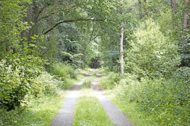 Yüksek kaliteli baskılar alman orman sonsuz vahşi yol trippy gün arka plan güzel sanatlar üzerinde yürüyüş