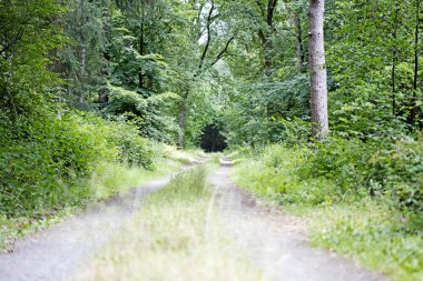 Yüksek kaliteli baskılar alman orman sonsuz vahşi yol trippy gün arka plan güzel sanatlar üzerinde yürüyüş