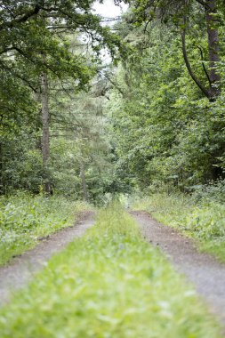 Yüksek kaliteli baskılar alman orman sonsuz vahşi yol trippy gün arka plan güzel sanatlar üzerinde yürüyüş