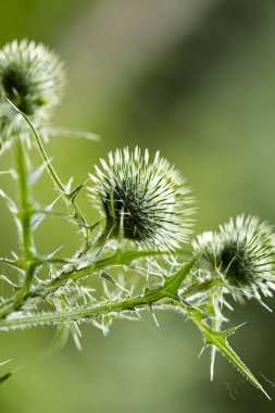 Çiçek siyah devedikeni botanik kimlik makro arka plan güzel sanat yüksek kaliteli baskılar ürünleri elli megapiksel cirsium vulgare aile compositae