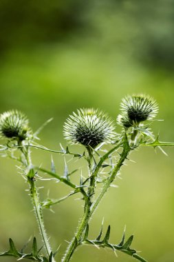 Çiçek siyah devedikeni botanik kimlik makro arka plan güzel sanat yüksek kaliteli baskılar ürünleri elli megapiksel cirsium vulgare aile compositae