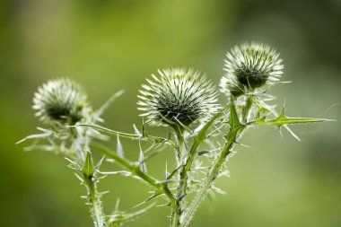 Çiçek siyah devedikeni botanik kimlik makro arka plan güzel sanat yüksek kaliteli baskılar ürünleri elli megapiksel cirsium vulgare aile compositae