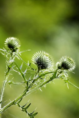 Çiçek siyah devedikeni botanik kimlik makro arka plan güzel sanat yüksek kaliteli baskılar ürünleri elli megapiksel cirsium vulgare aile compositae