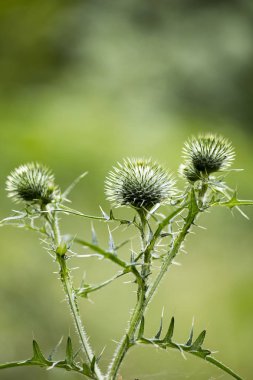 Çiçek siyah devedikeni botanik kimlik makro arka plan güzel sanat yüksek kaliteli baskılar ürünleri elli megapiksel cirsium vulgare aile compositae