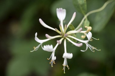 Yüksek kaliteli baskılar elli megapiksel Lonicera periclymenum aile caprifoliaceae çiçekli makro arka plan güzel sanatlar