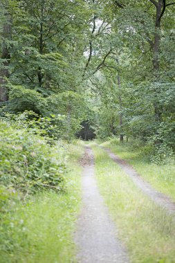 Yüksek kaliteli baskılar alman orman sonsuz vahşi yol trippy gün arka plan güzel sanatlar üzerinde yürüyüş
