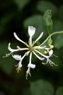 Yüksek kaliteli baskılar elli megapiksel Lonicera periclymenum aile caprifoliaceae çiçekli makro arka plan güzel sanatlar