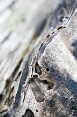 Yüksek kaliteli elli megapiksel Ağaç soyut makro arka plan güzel sanatlar