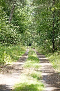Yüksek kaliteli baskılar alman orman sonsuz vahşi yol trippy gün arka plan güzel sanatlar üzerinde yürüyüş