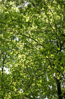 Yüksek kaliteli elli megapiksel tropikal orman arka plan güzel sanatlar