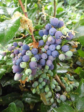 Yüksek kaliteli baskılar Berberis aquifolium pursh dağ üzüm berberidaceae Botanik çiçek kimlik makro arka plan güzel sanat