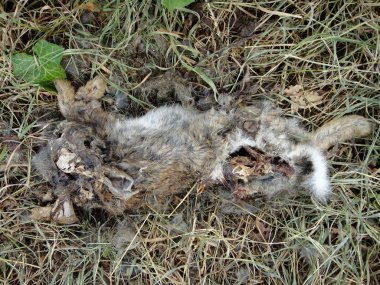 Yüksek kaliteli baskılar ölü tavşan makro arka plan güzel sanatlar