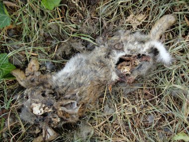 Yüksek kaliteli baskılar ölü tavşan makro arka plan güzel sanatlar