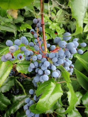 Çiçek meyve kimlik makro arka plan güzel sanat yüksek kaliteli baskılar Berberis aquifolium pursh dağ üzüm berberidaceae