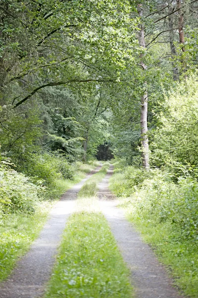 Yüksek kaliteli baskılar alman orman sonsuz vahşi yol trippy gün arka plan güzel sanatlar üzerinde yürüyüş