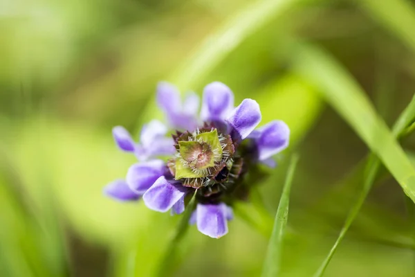 Wild flower botanical identity macro background fine art in high quality prints products fifty megapixels Prunella vulgaris family lamiaceae — Stock Photo, Image