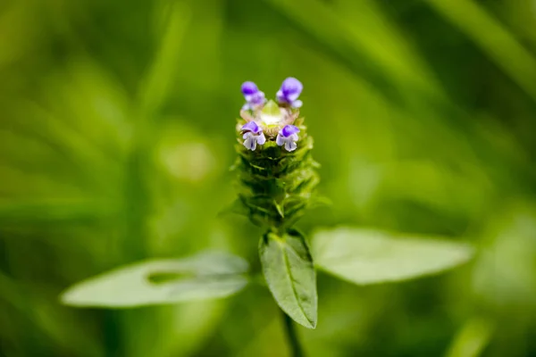 Wild flower botanical identity macro background fine art in high quality prints products fifty megapixels Prunella vulgaris family lamiaceae — Stock Photo, Image