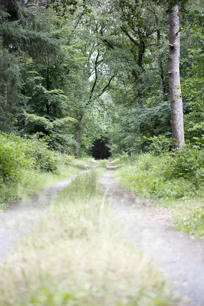 Ходьба на німецькому лісі нескінченні диких доріг тріппі день фону образотворчого мистецтва у високій якості відбитків — стокове фото