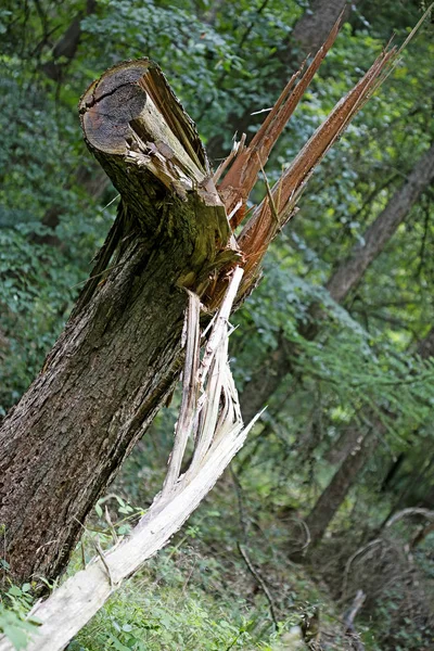 Zerbrochener Baum Makrohintergrund Bildende Kunst in hochwertigen Drucken fünfzig Megapixel — Stockfoto