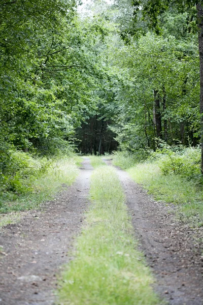 Marcher sur la forêt allemande sans fin sauvage route Trippy jour arrière-plan beaux-arts dans des impressions de haute qualité — Photo