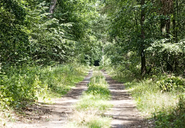 Caminhando na floresta alemã sem fim selvagem estrada trippy dia fundo arte fina em impressões de alta qualidade — Fotografia de Stock