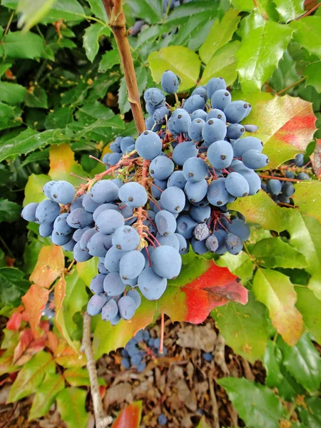 Yüksek kaliteli baskılar Berberis aquifolium pursh dağ üzüm berberidaceae Botanik çiçek kimlik makro arka plan güzel sanat