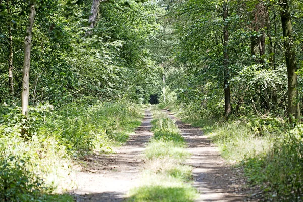 Caminhando na floresta alemã sem fim selvagem estrada trippy dia fundo arte fina em impressões de alta qualidade — Fotografia de Stock