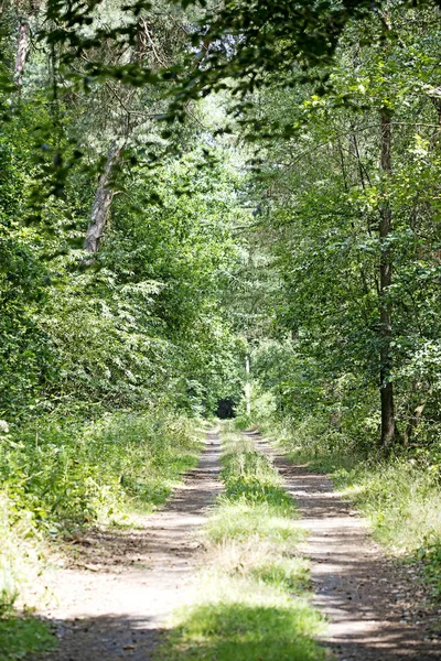 Walking on german forest endless wild road trippy day background fine art in high quality prints — Stock Photo, Image