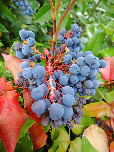 高品質のプリントで植物の花のアイデンティティマクロ背景美術ベルベリスアクイフォリウムパーシマウンテンブドウベルベリダ科 — ストック写真