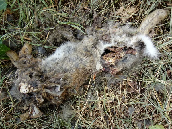 Tote Kaninchen Makrohintergrund feine Kunst in hochwertigen Drucken — Stockfoto