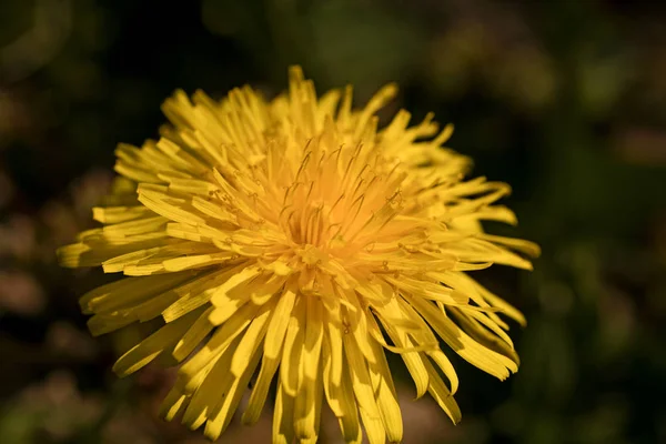 Gelb taraxacum officinales Makro Blume Hintergrund Tapete hohe Qualität Drucke Kunst — Stockfoto