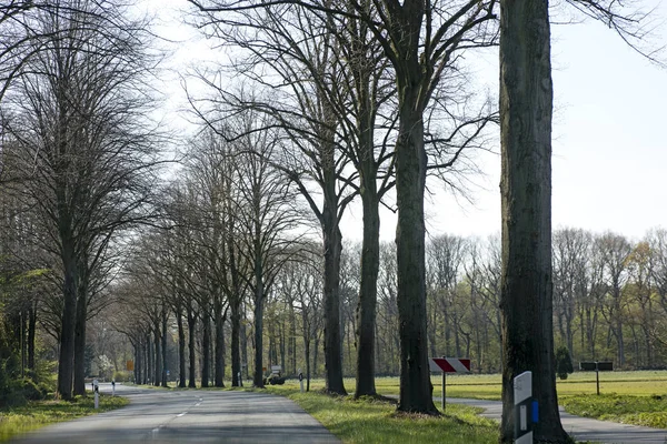 Estrada vazia com árvores Dirigir de Olfen para Dorsten estrada tripp fundos papéis de parede em impressões de arte de alta qualidade . — Fotografia de Stock