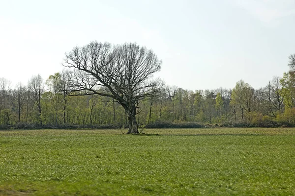 Tapety drzewo w wysokiej jakości odbitki sztuki — Zdjęcie stockowe