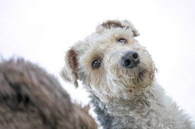 Köpek portre makro arka plan güzel sanat yüksek kaliteli baskılar ürünler 50 megapiksel