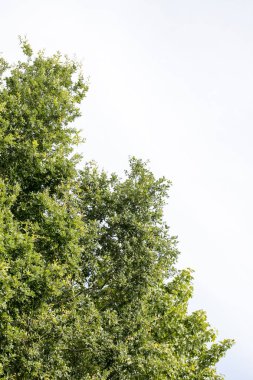 Ağaçlar vs gökyüzü vahşi orman Lake Brombachsee arka plan güzel sanat yüksek kaliteli baskılar ürünler 50 megapiksel Absberg