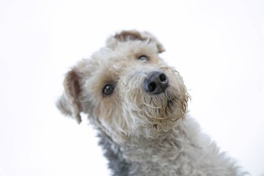 Köpek portre makro arka plan güzel sanat yüksek kaliteli baskılar ürünler 50 megapiksel