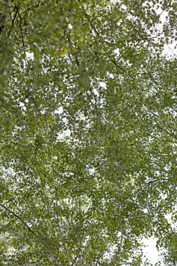 Ağaçlar vs gökyüzü vahşi orman Lake Brombachsee arka plan güzel sanat yüksek kaliteli baskılar ürünler 50 megapiksel Absberg