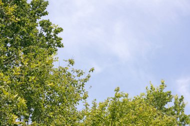 Ağaçlar vs gökyüzü vahşi orman Lake Brombachsee arka plan güzel sanat yüksek kaliteli baskılar ürünler 50 megapiksel Absberg