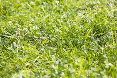 Yeşil çim zemin Lake Brombachsee arka plan güzel sanat yüksek kaliteli baskılar ürünler 50 megapiksel Absberg