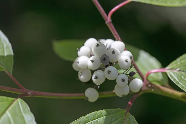 Floresta selvagem frutas identidade botânica macro fundo arte fina em alta qualidade imprime produtos cinquenta megapixels Cornus sinicera família Cornaceae — Fotografia de Stock