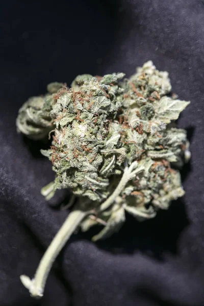 Cannabis medicinsk bud citron Haze Macro bakgrund Fine Art i högkvalitativa utskrifter produkter 50 megapixlar — Stockfoto