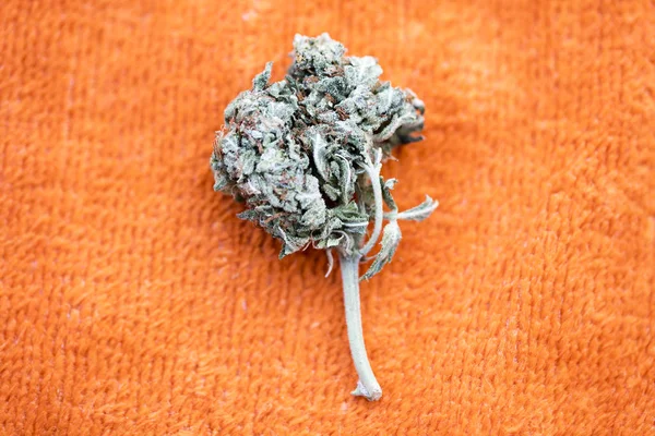 Cannabis medizinische Knospe Zitronendunst Makro-Hintergrund Bildende Kunst in hochwertigen Druckerzeugnissen fünfzig Megapixel — Stockfoto