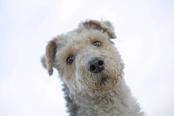 Portrait de chien macro fond d'art en impressions de haute qualité produits cinquante mégapixels — Photo