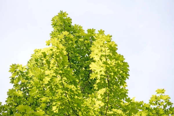 Bomen in wild Forest Lake Brombachsee achtergrond beeldende kunst in hoge kwaliteit prints producten 50 megapixels Absberg — Stockfoto