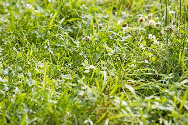 Zielona trawa Ziemia jezioro Brombachsee tło sztuki w wysokiej jakości wydruków produktów 50 megapikseli Absberg — Zdjęcie stockowe