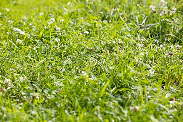 Зелена трава мелений озеро Бронбахзее тло образотворчого мистецтва у високій якості принти продукти 50 мегапікселя Прогуберг — стокове фото
